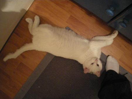 esp�ce de mamouthe des neiges